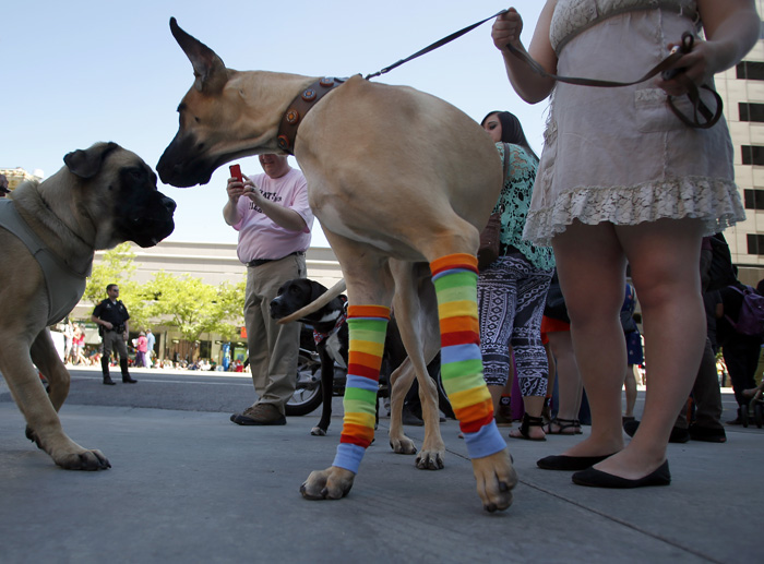 Daegan, a great dane, greets another dog during the gay pride parade in Salt Lake City, Utah, June 2, 2013. Both active Mormons and members of the Boy Scouts marched with members of LGBT community and their supporters as part of the Utah Pride Festival. REUTERS/Jim Urquhart (UNITED STATES)